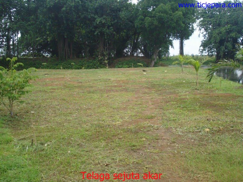 desain: Telaga Sejuta Akar